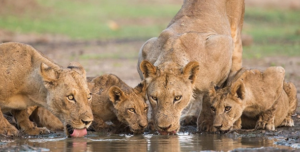 Mana Pools